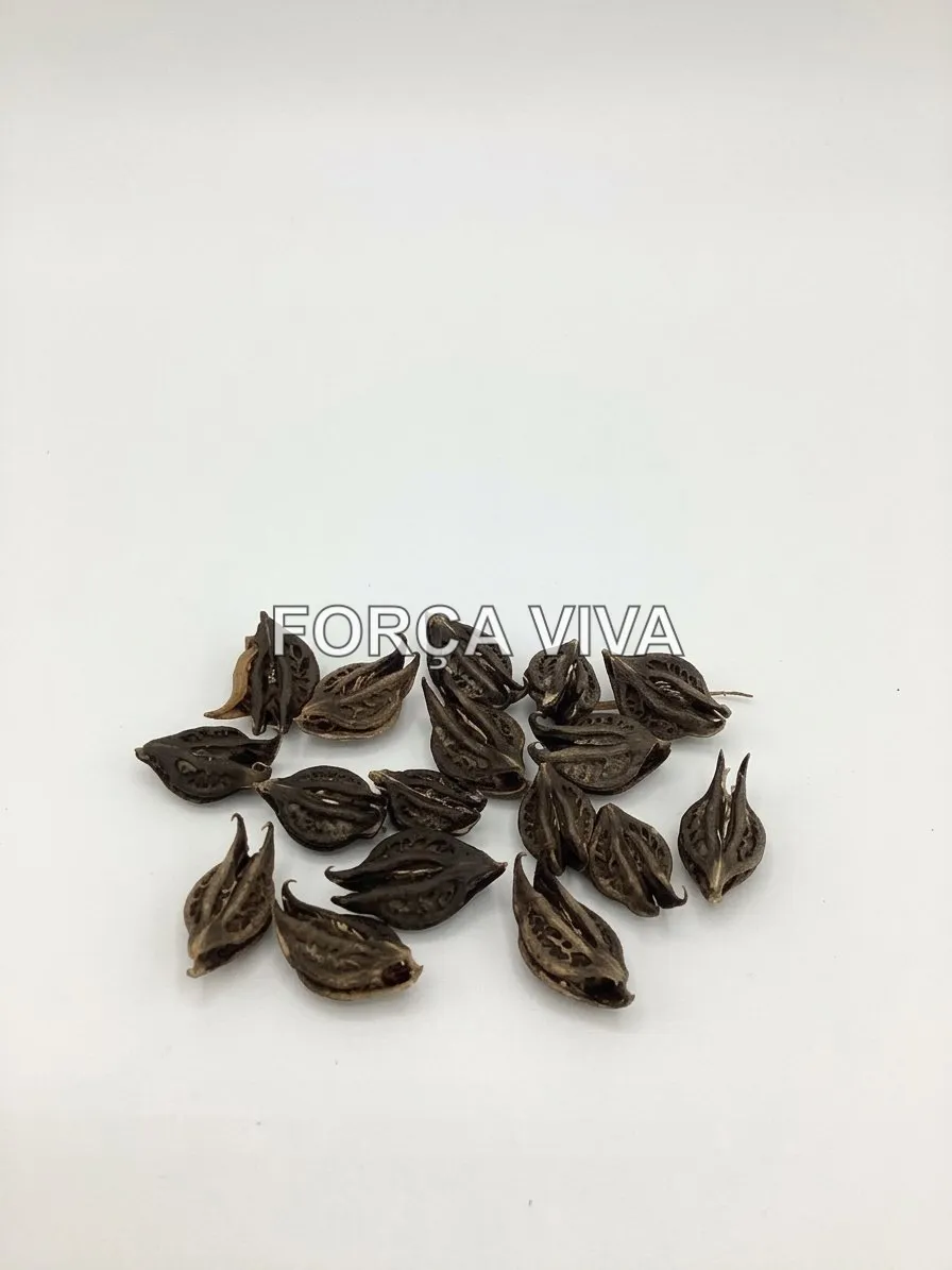 Garra de Pombagira Fava Ritualística Natural | Força Viva